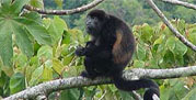 It is easy to spot all kinds of monkeys in Costa Rica